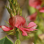 Indigofera oxalidae